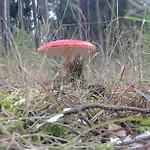 Wiejska Szwalk