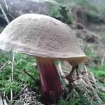 Wiejska