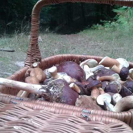 Appartement Wiejska *