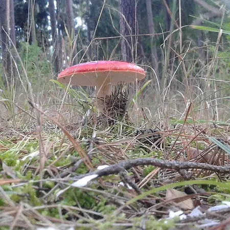 Wiejska Szwalk