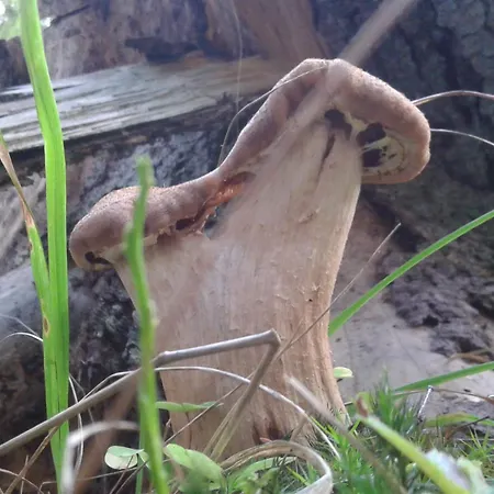 Appartamento Wiejska Szwalk