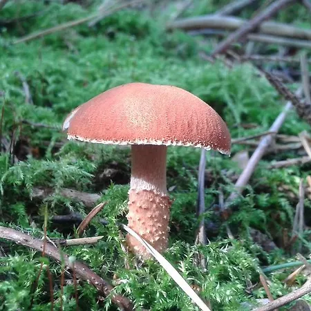 Appartamento Wiejska *