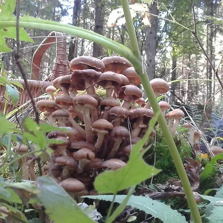 Appartamento Wiejska