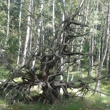 Appartement Wiejska *