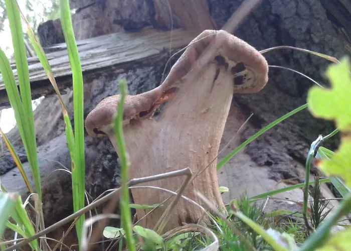 Appartamento Wiejska Szwalk